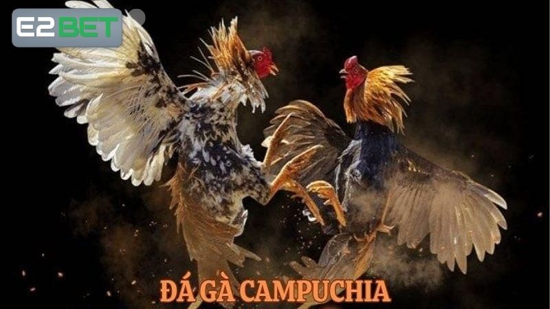 Đá gà Campuchia là gì?